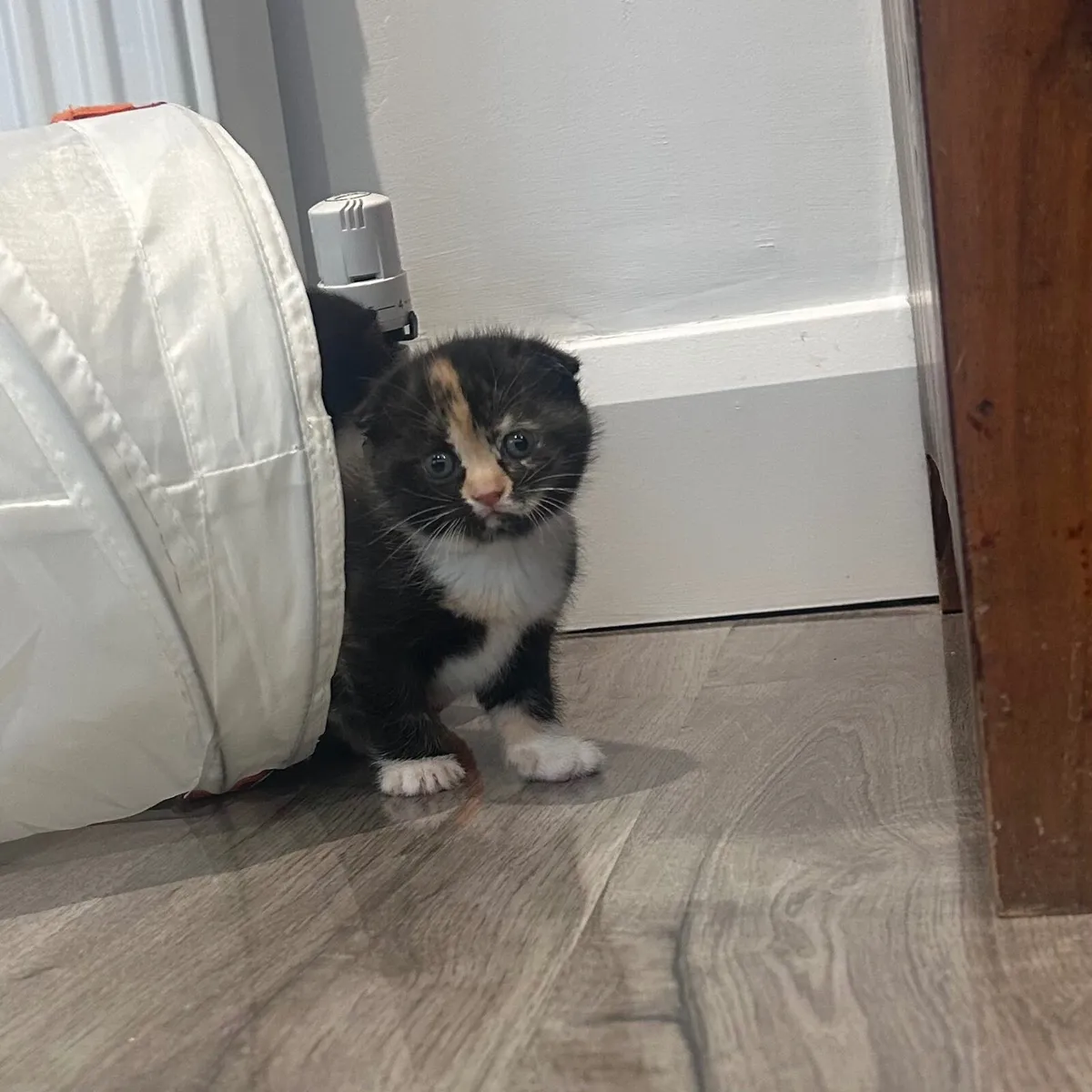 Kittens- mix Scottish fold - Image 2