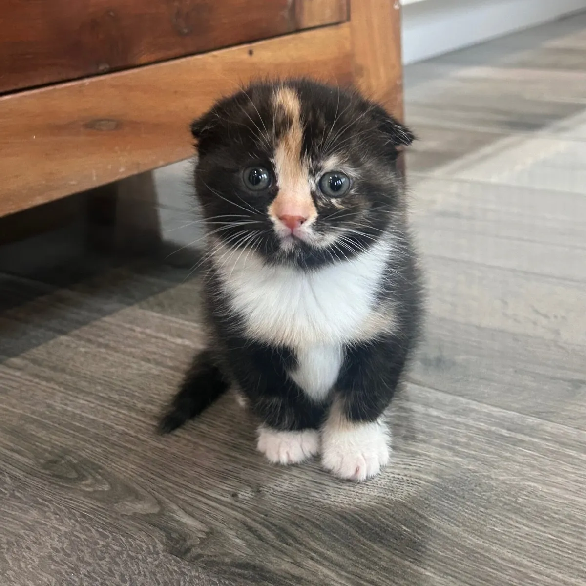 Kittens- mix Scottish fold - Image 1