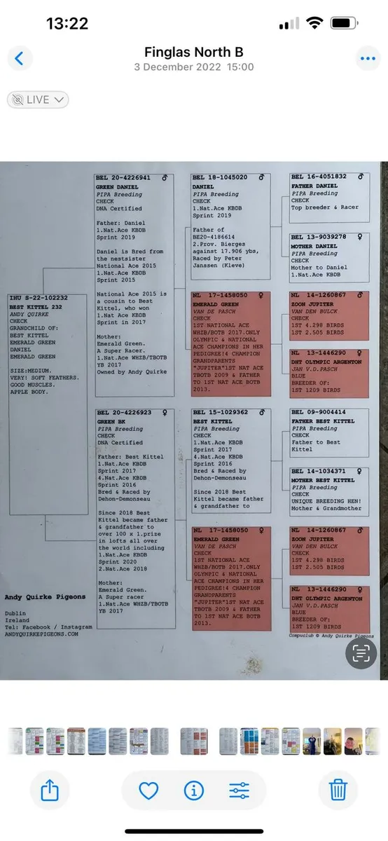 Racing  pigeons - Image 1