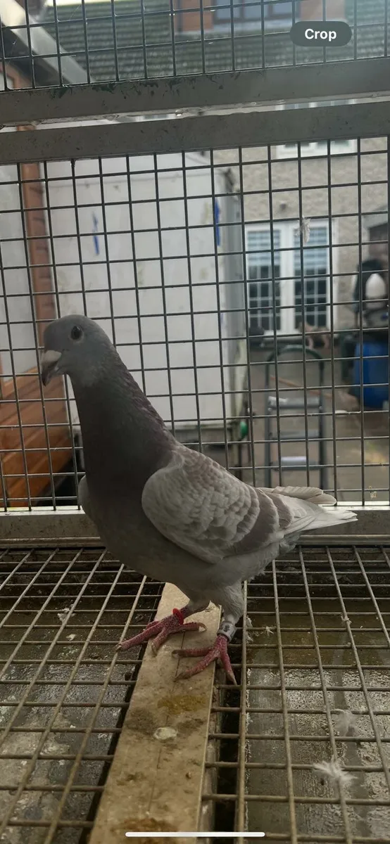 Racing  pigeons - Image 2