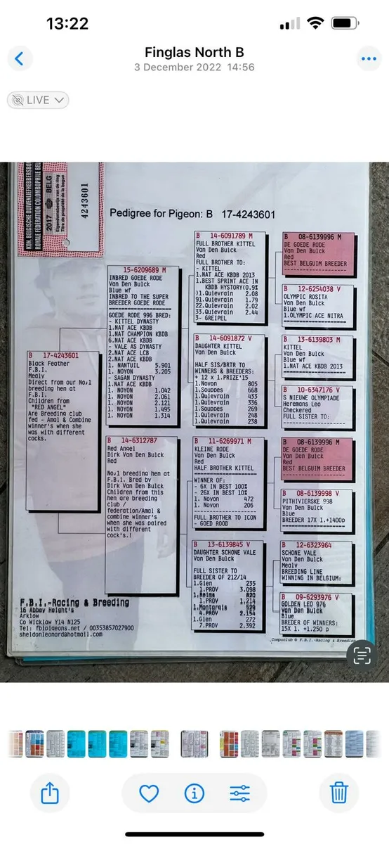 Racing  pigeons - Image 3