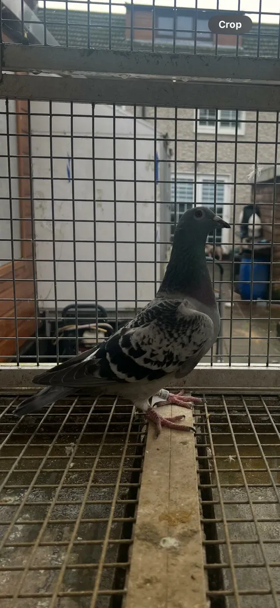 Racing  pigeons - Image 4