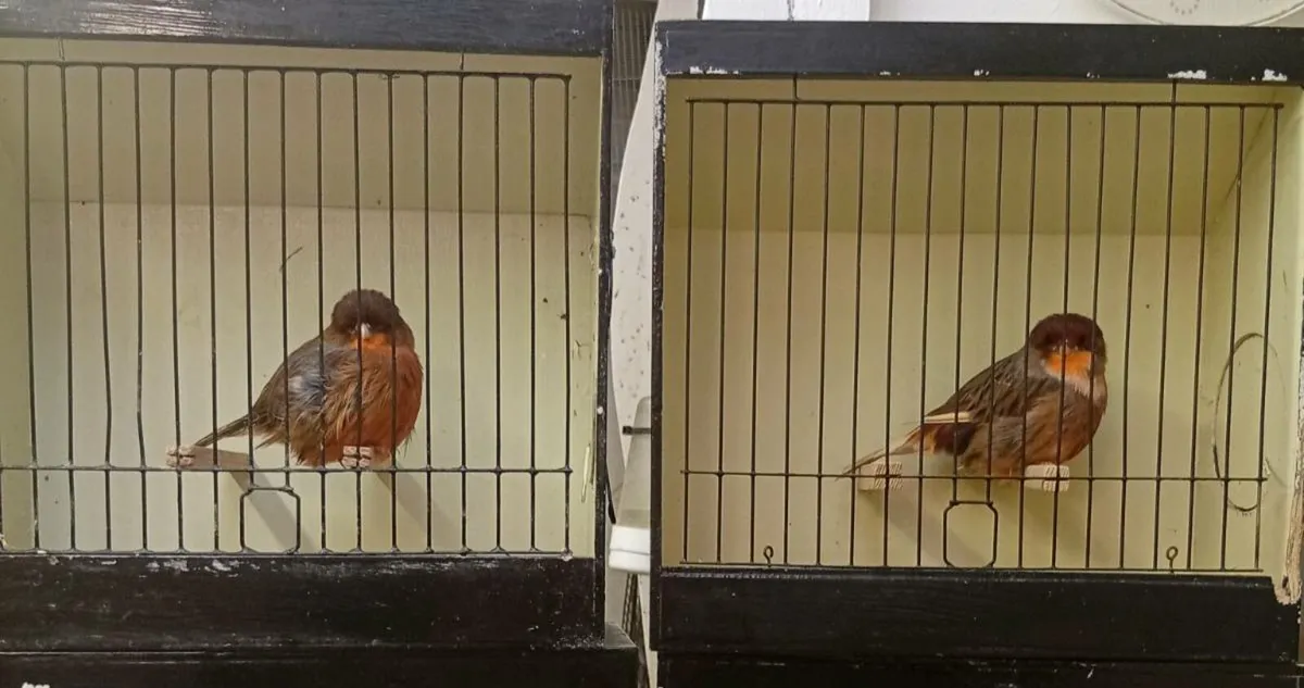 Norwich canaries  and sisko cross - Image 3