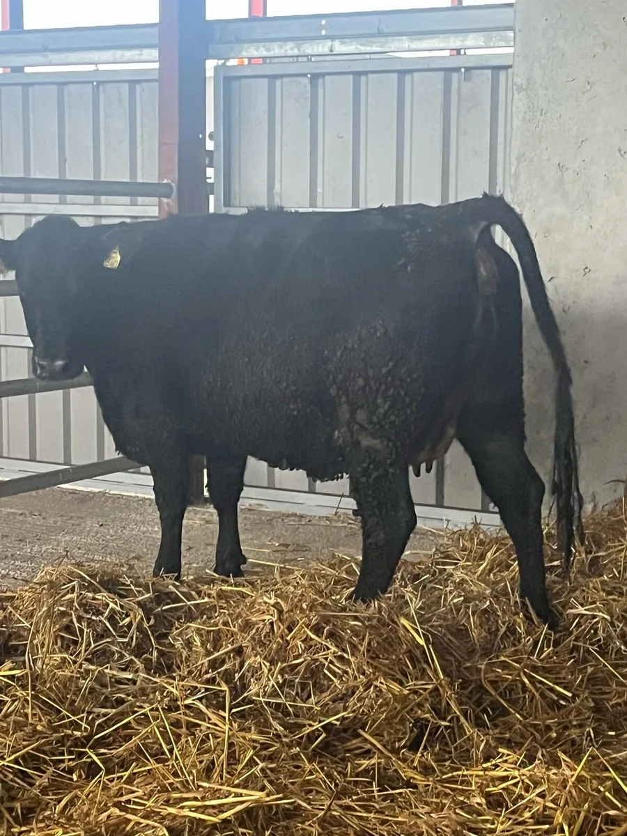 SUPER 5🌟 SPRINGER HEIFER - Image 1