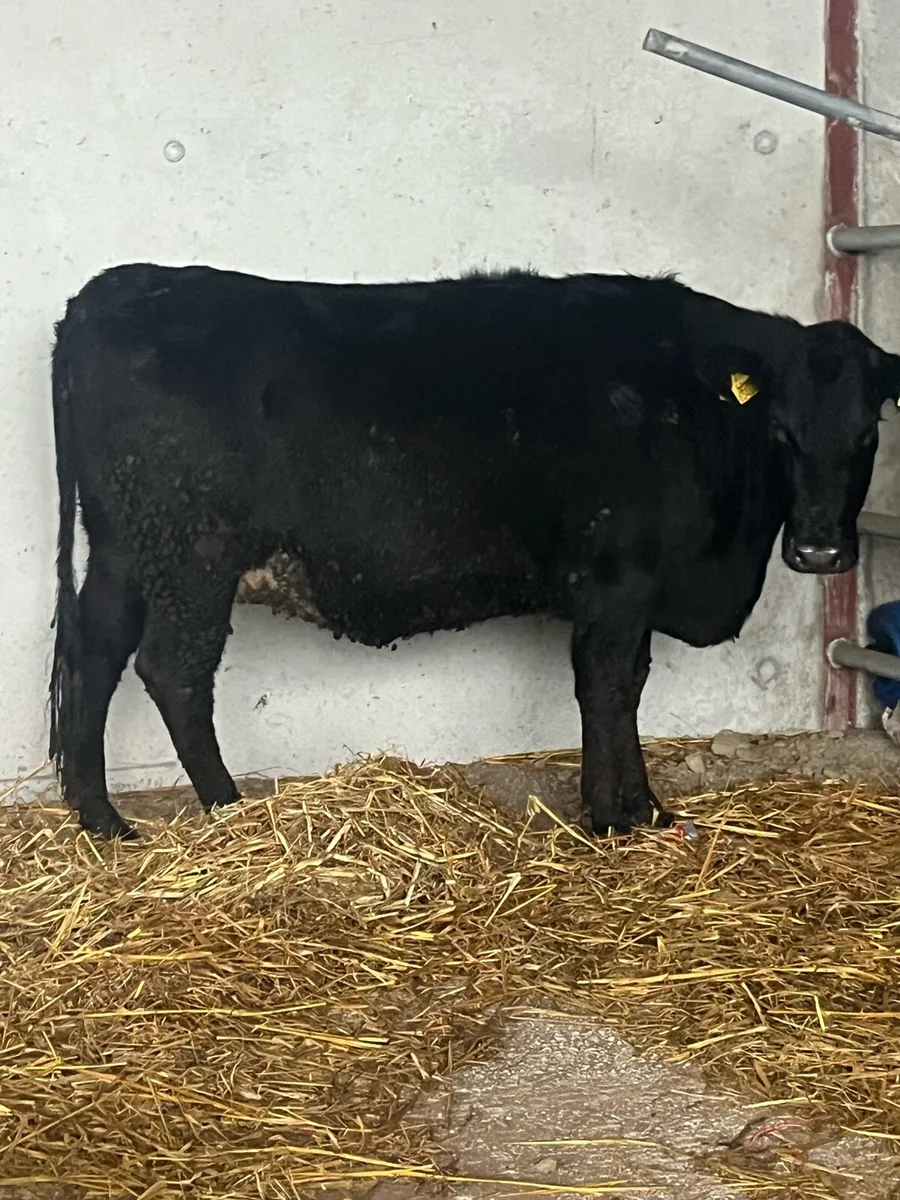 SUPER 5🌟 SPRINGER HEIFER - Image 2