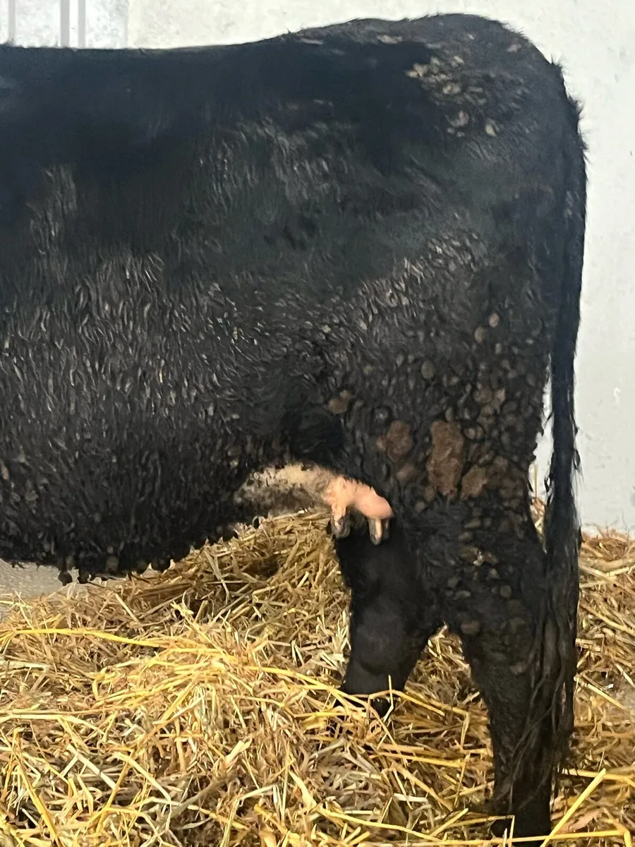 SUPER 5🌟 SPRINGER HEIFER - Image 3