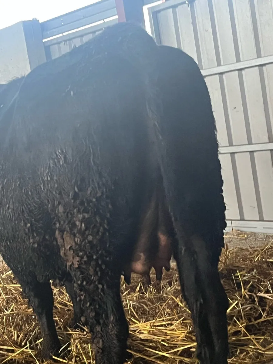 SUPER 5🌟 SPRINGER HEIFER - Image 4