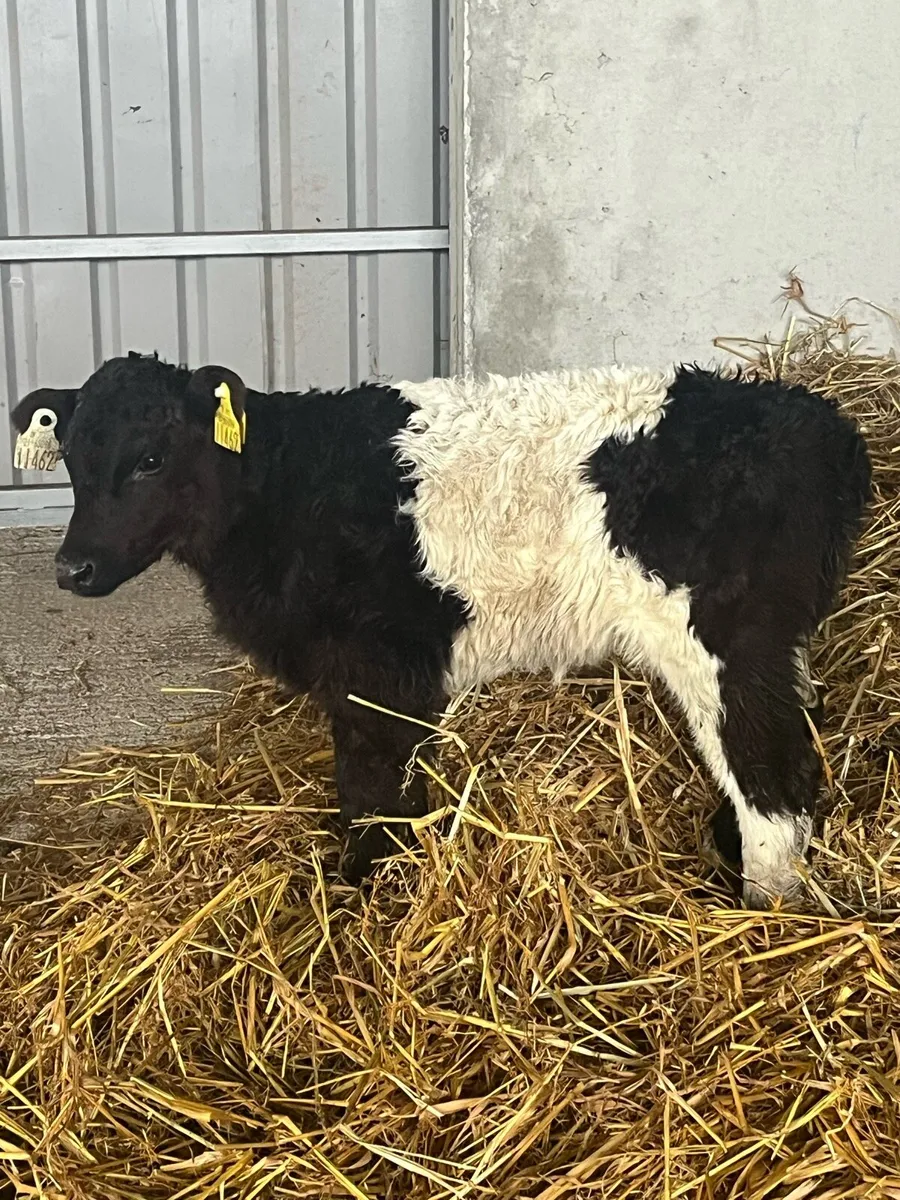 BELTED GALLOWAY HEIFER CALF - Image 1