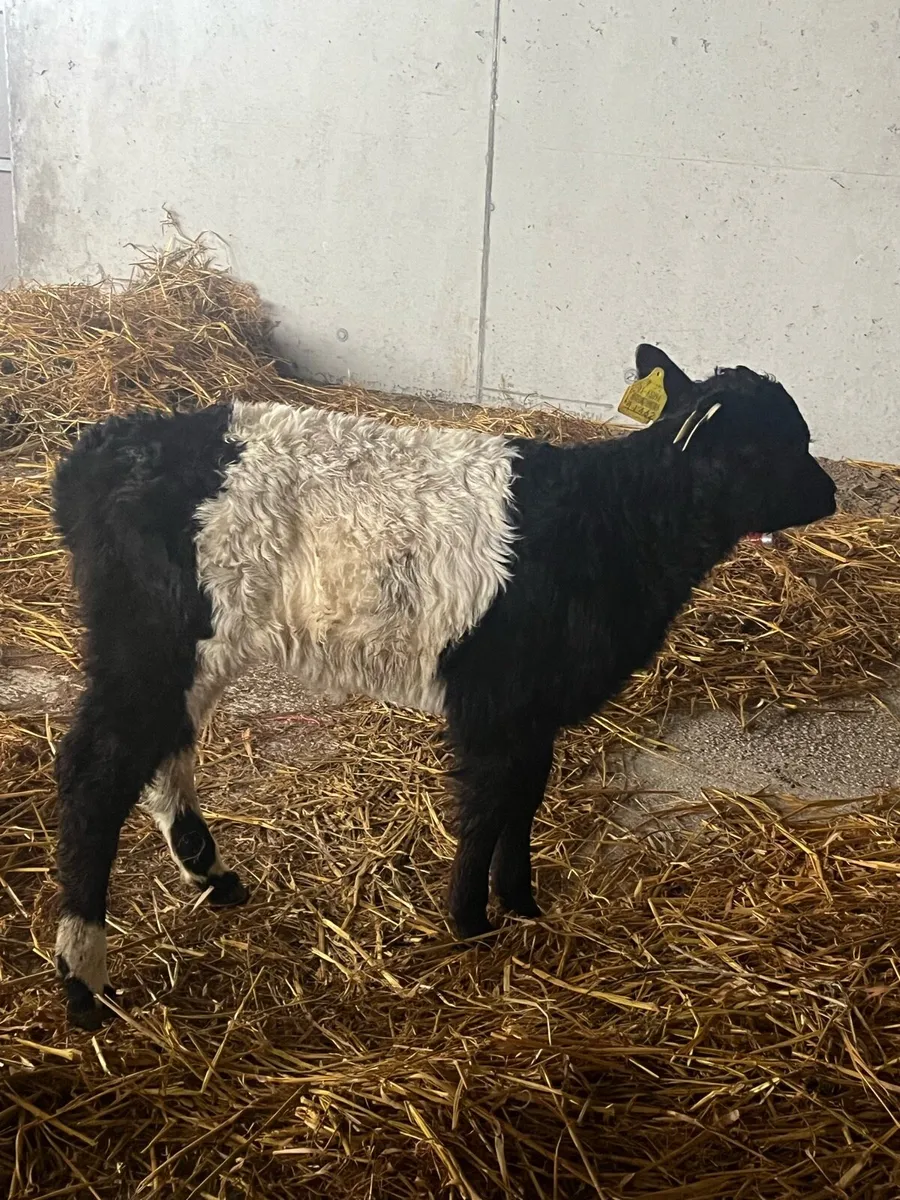 BELTED GALLOWAY HEIFER CALF - Image 3
