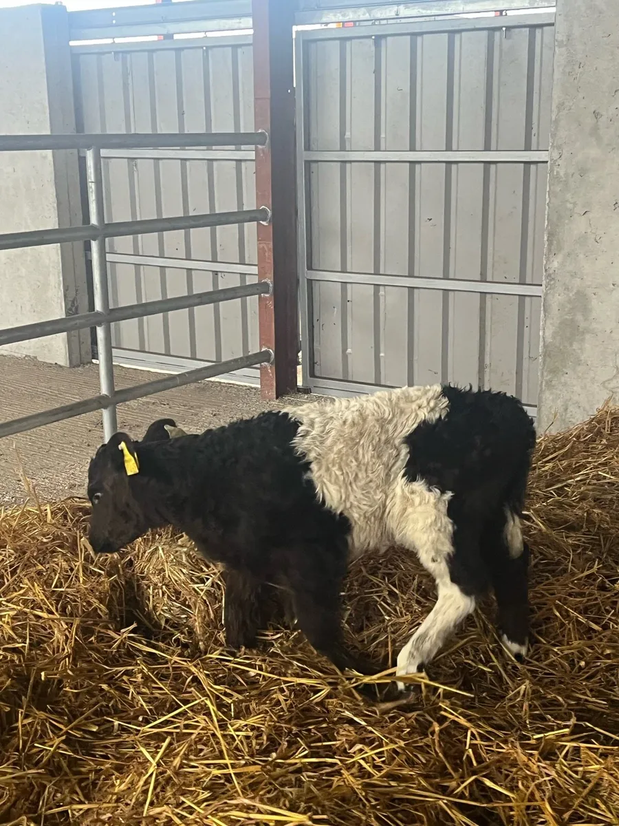 BELTED GALLOWAY HEIFER CALF - Image 4