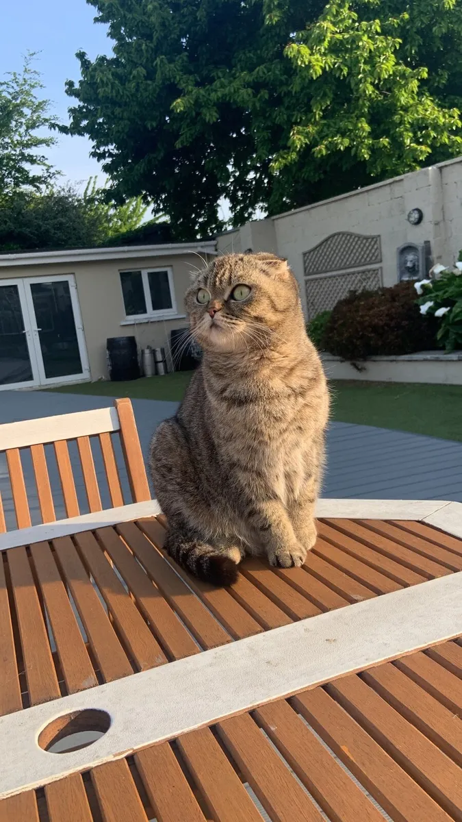 Kittens- mix Scottish fold - Image 3