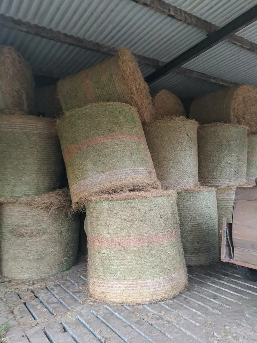 60 round bales of Hay for sale - Image 2