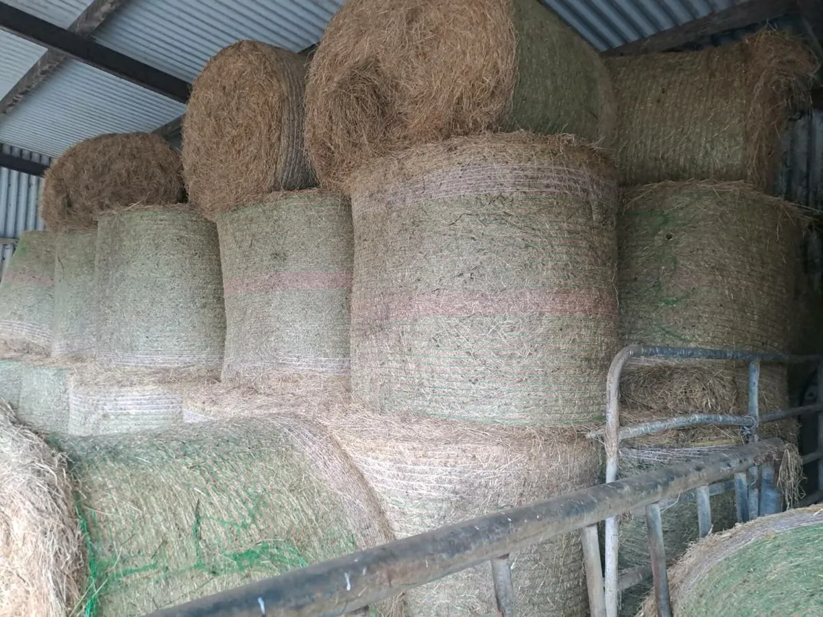 60 round bales of Hay for sale - Image 3