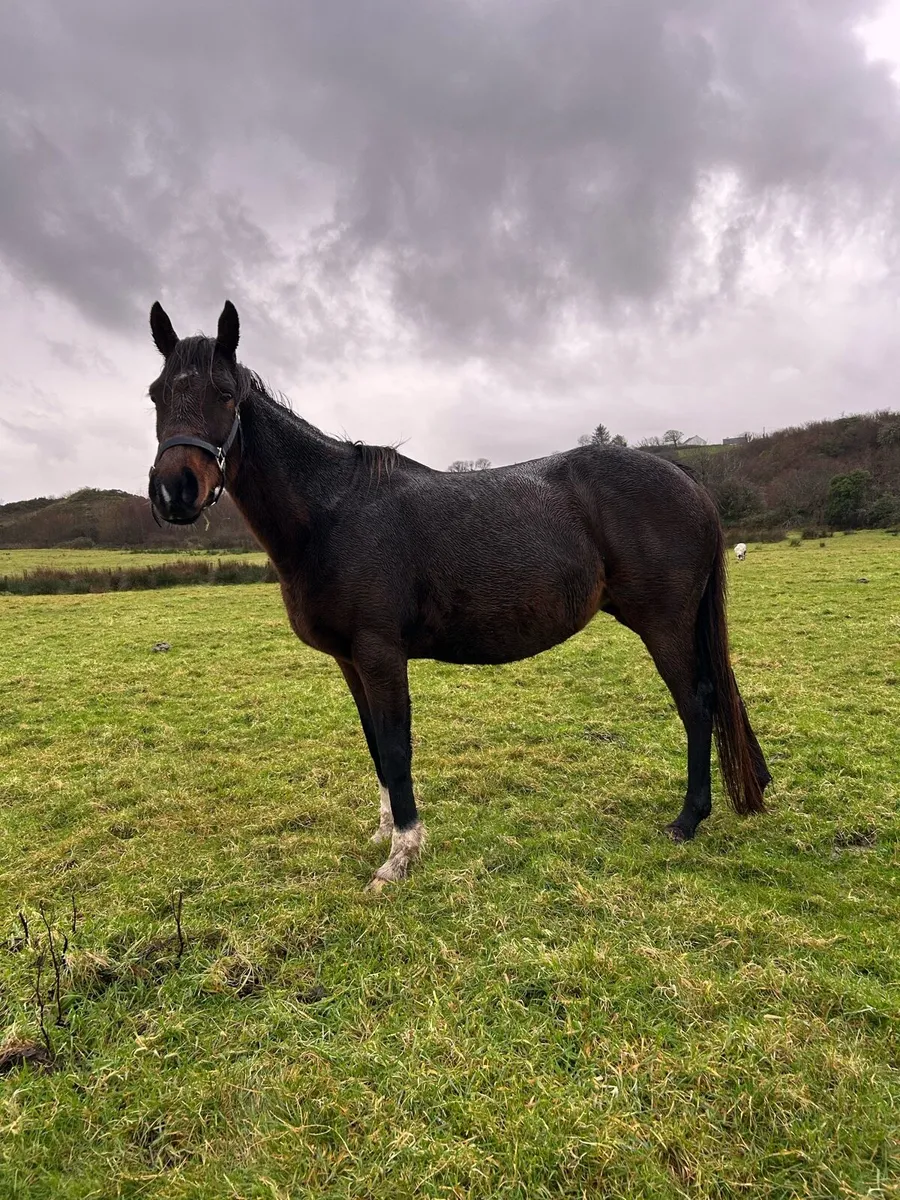 In Foal TB Mare - Image 1