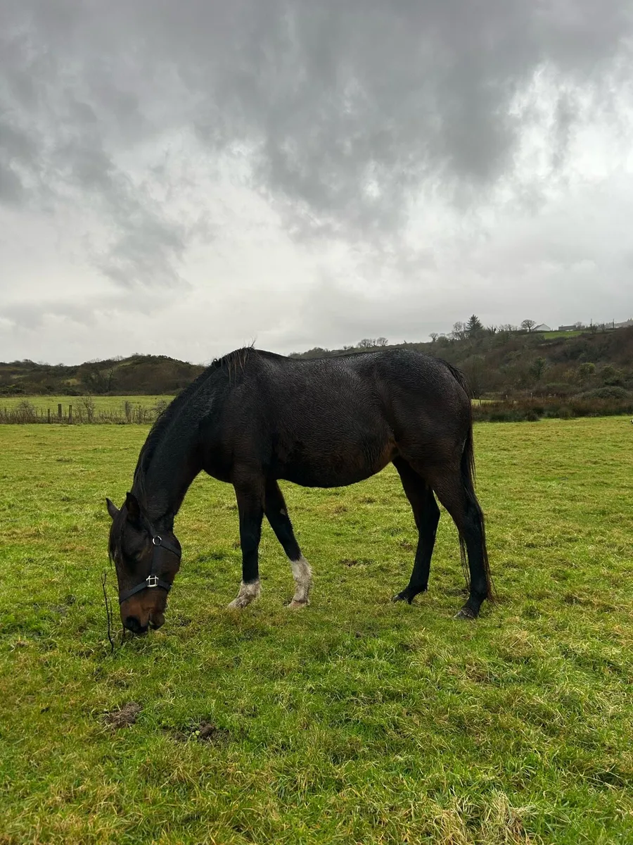 In Foal TB Mare - Image 2