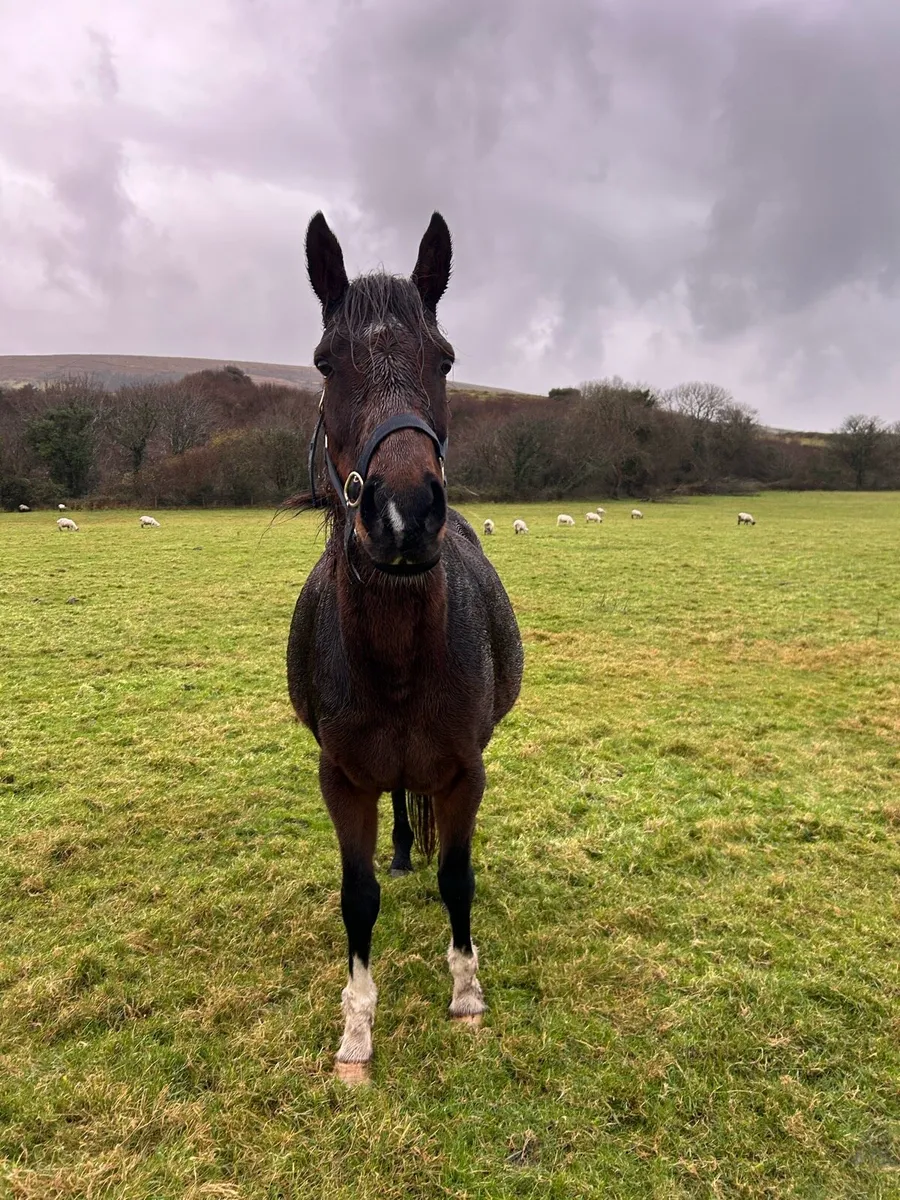 In Foal TB Mare - Image 3