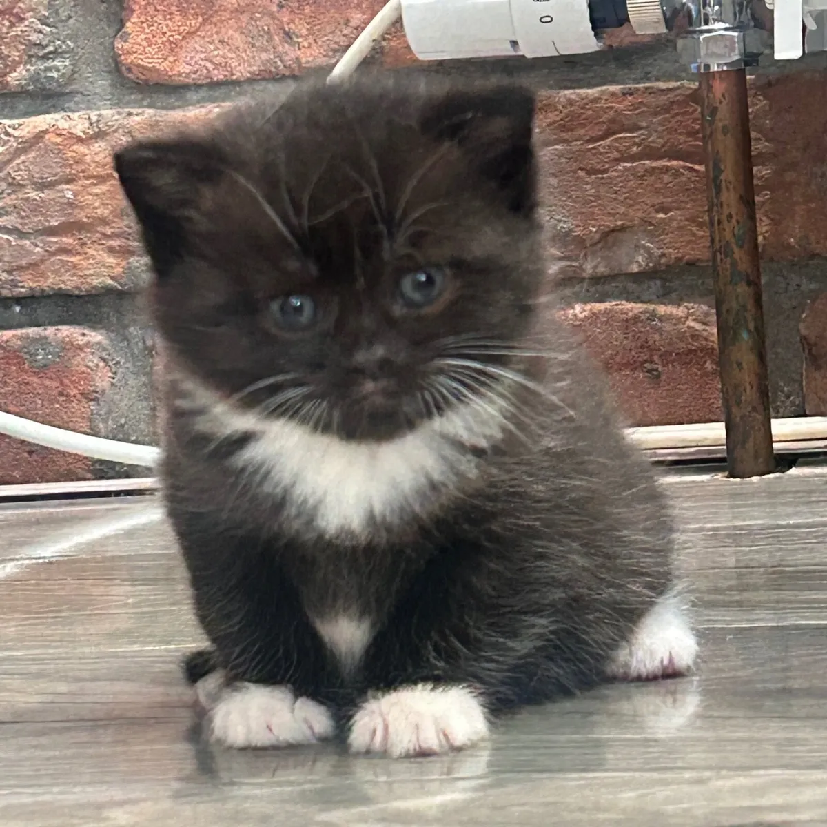 Kittens- mix Scottish fold - Image 4