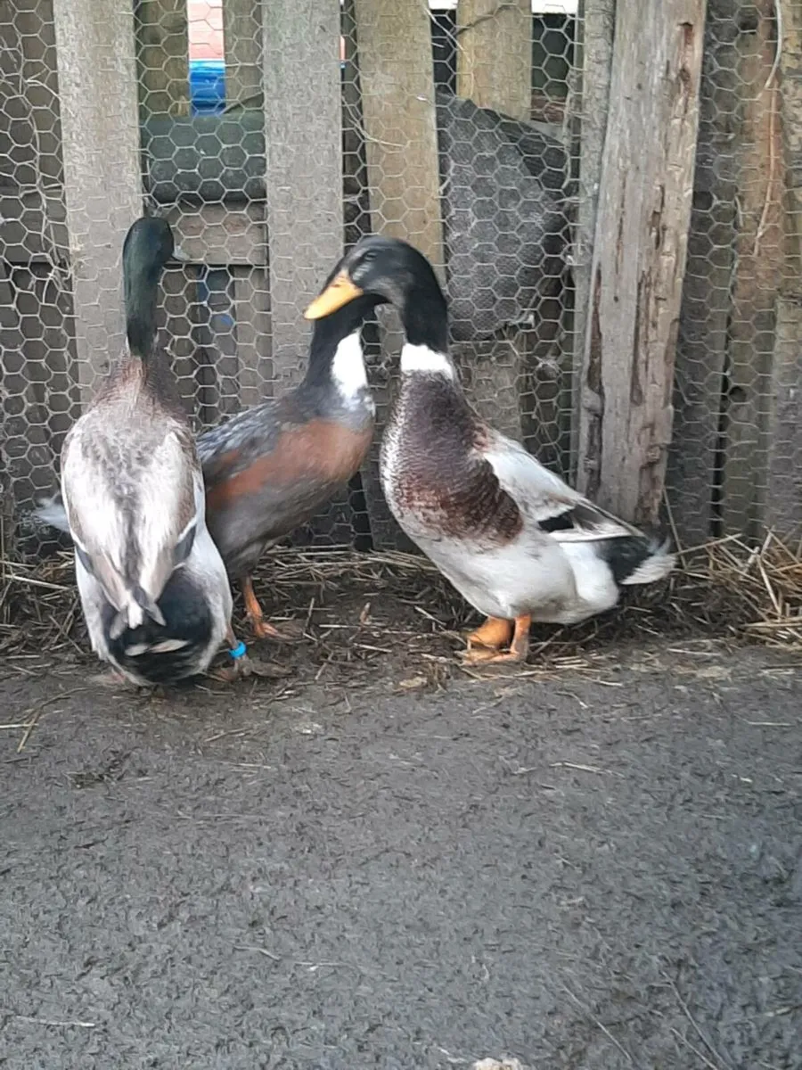 Drakes €10 each - Image 1