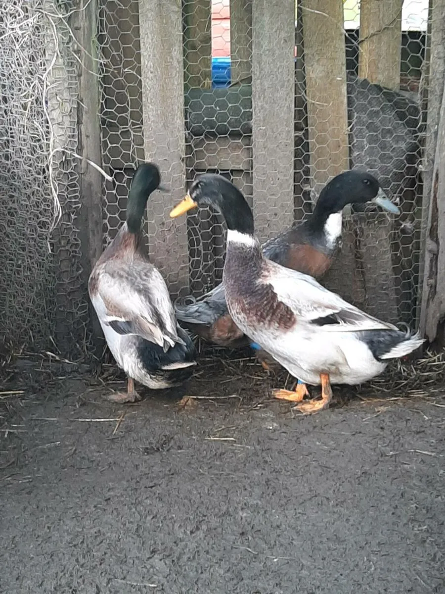 Drakes €10 each - Image 2