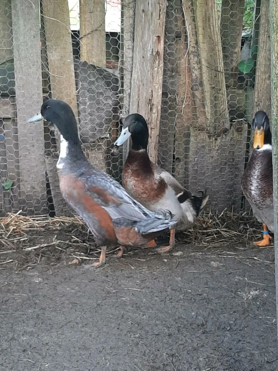 Drakes €10 each - Image 3