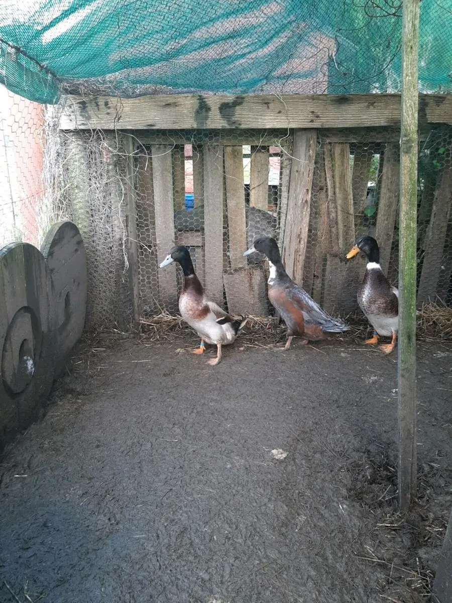 Drakes €10 each - Image 4