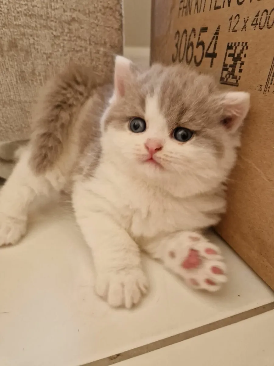 Biocolour British shorthair - Image 1