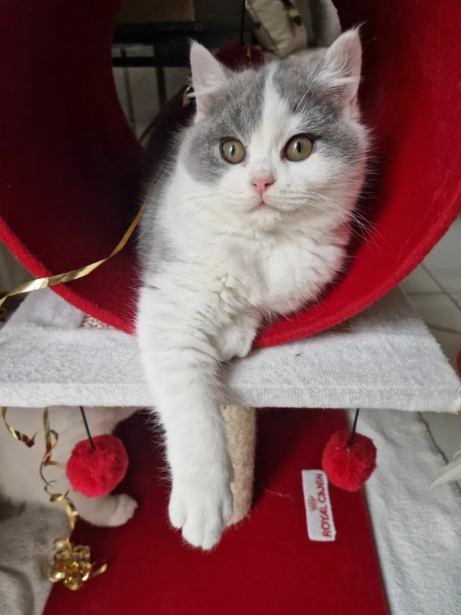 Biocolour British shorthair - Image 2