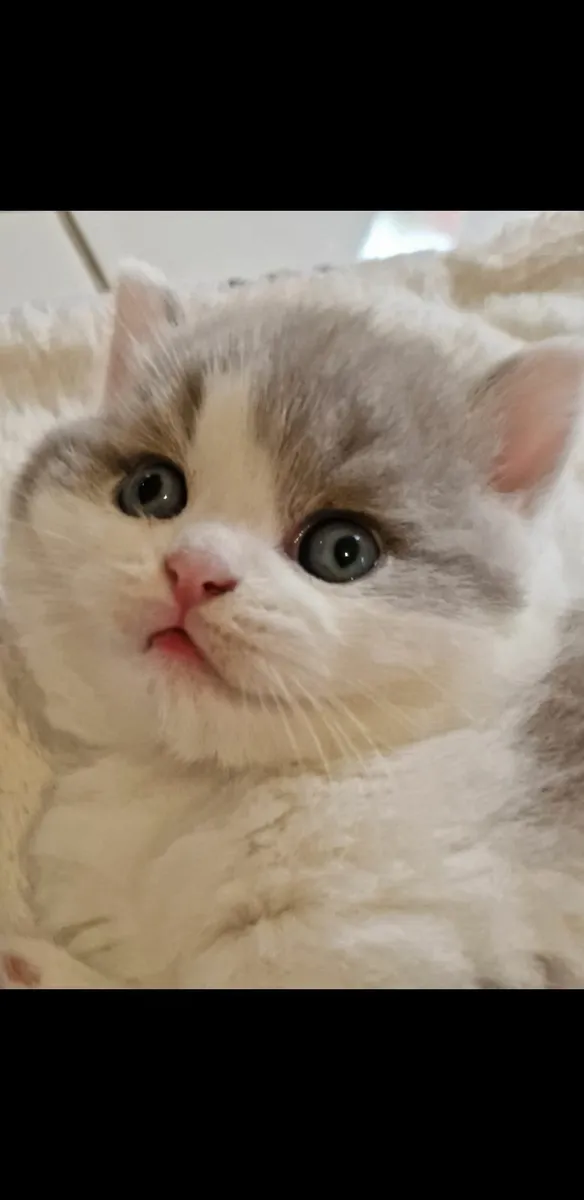 Biocolour British shorthair - Image 3