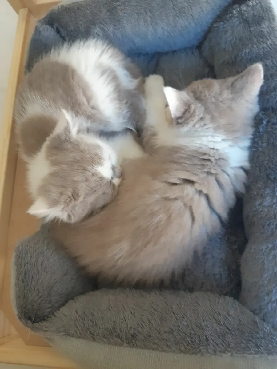 Biocolour British shorthair - Image 4