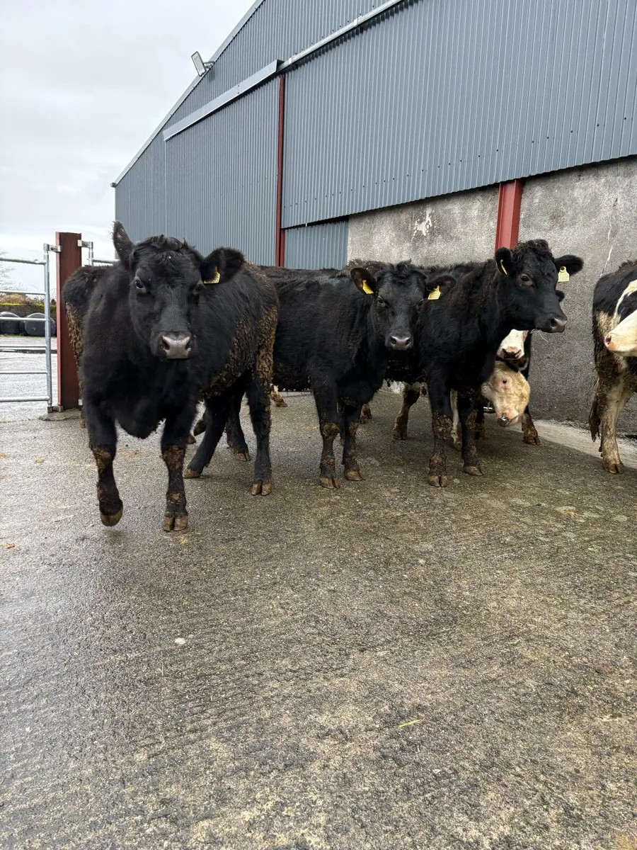8 x Angus & whitehead heifers 360 to 420kgs - Image 1
