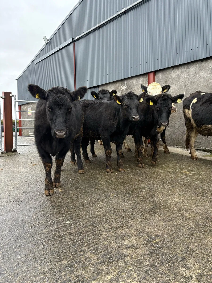 8 x Angus & whitehead heifers 360 to 420kgs - Image 2