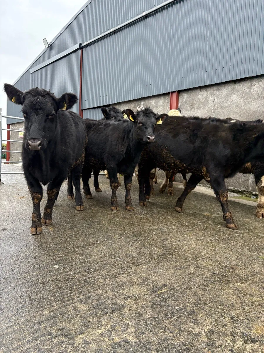 8 x Angus & whitehead heifers 360 to 420kgs - Image 3