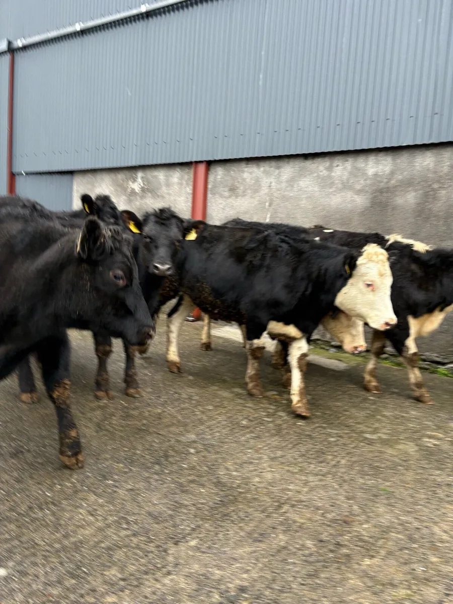 8 x Angus & whitehead heifers 360 to 420kgs - Image 4