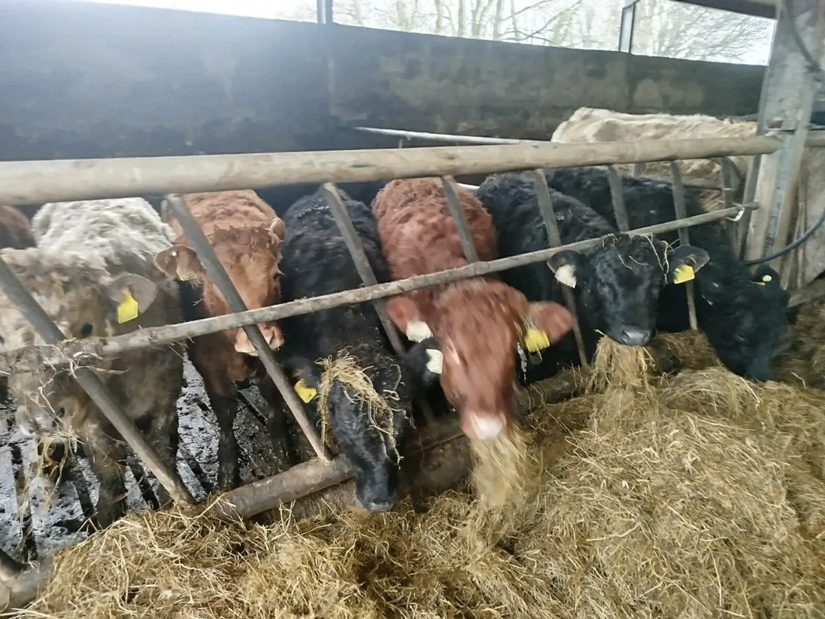 Limousine Weanlings - Image 3