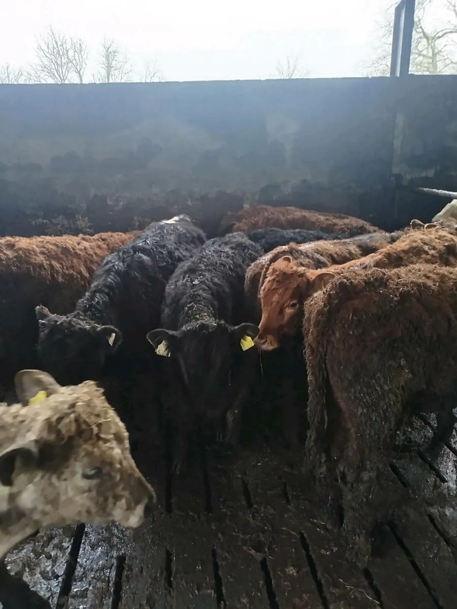 Limousine Weanlings - Image 4