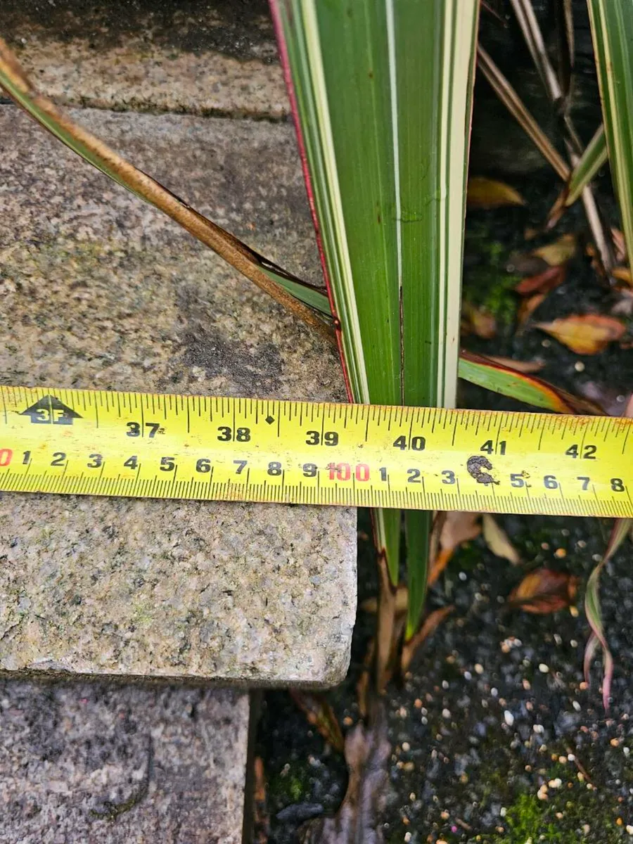 Granite Kerbs Gold used - Image 4