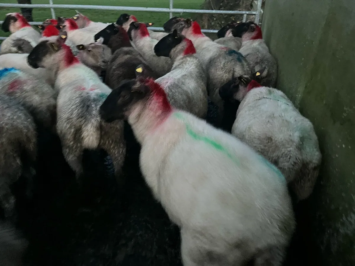 SUFFOLK EWES RUNNING WITH PEDIGREE RAMS - Image 3