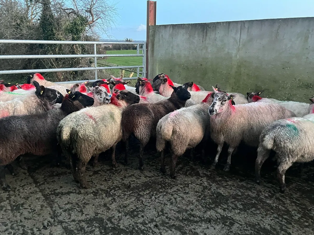 SUFFOLK EWES RUNNING WITH PEDIGREE RAMS - Image 1