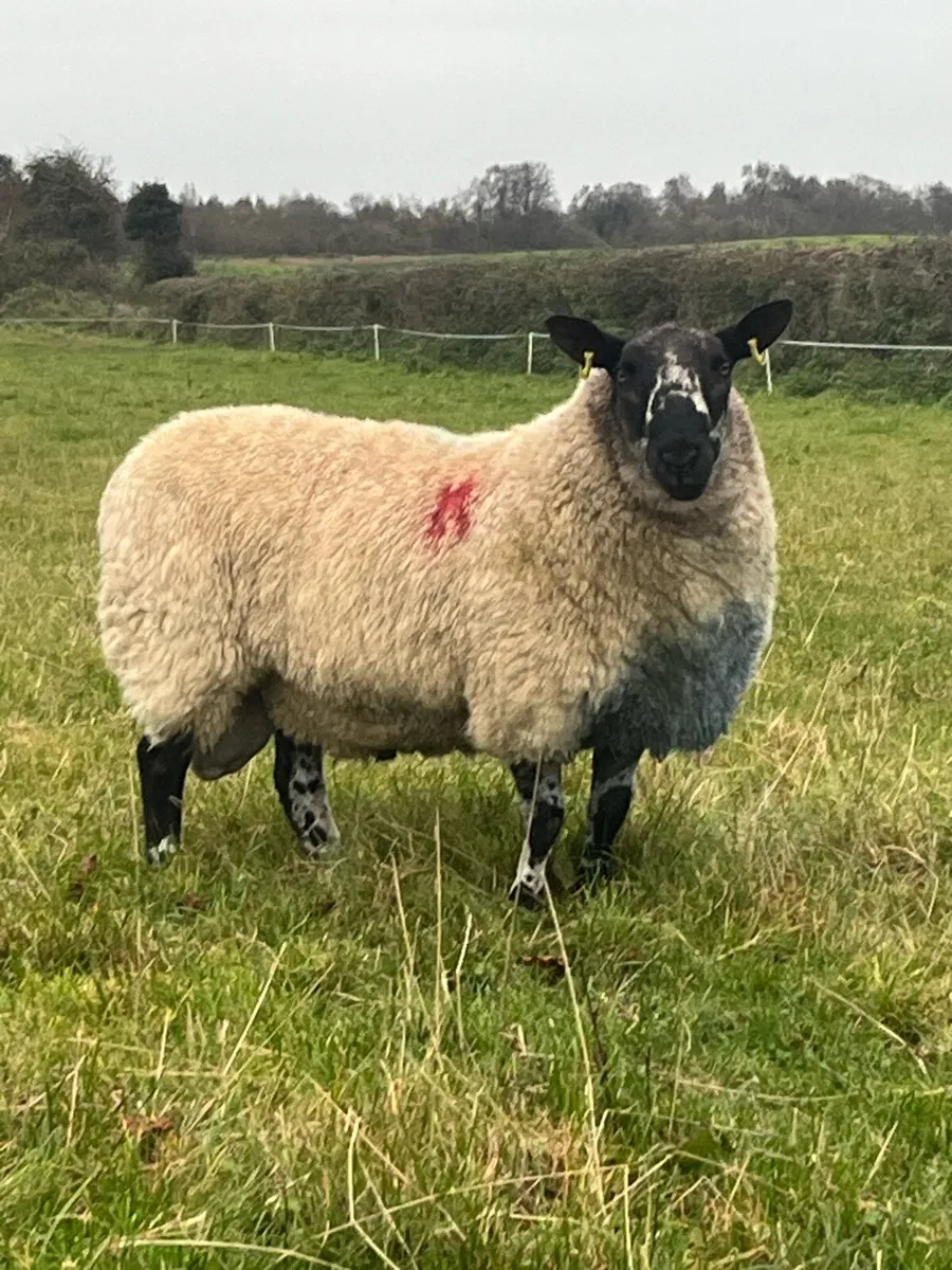 SUFFOLK EWES RUNNING WITH PEDIGREE RAMS - Image 4