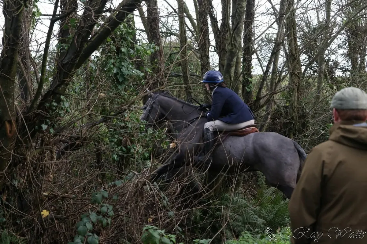 Super hunter/allrounder - Image 2