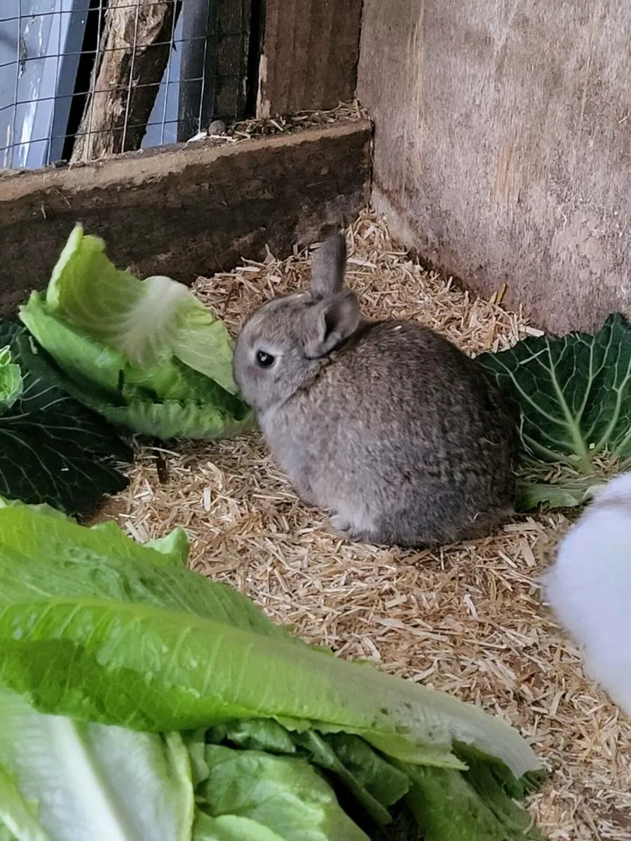 Rabbit's - Image 3