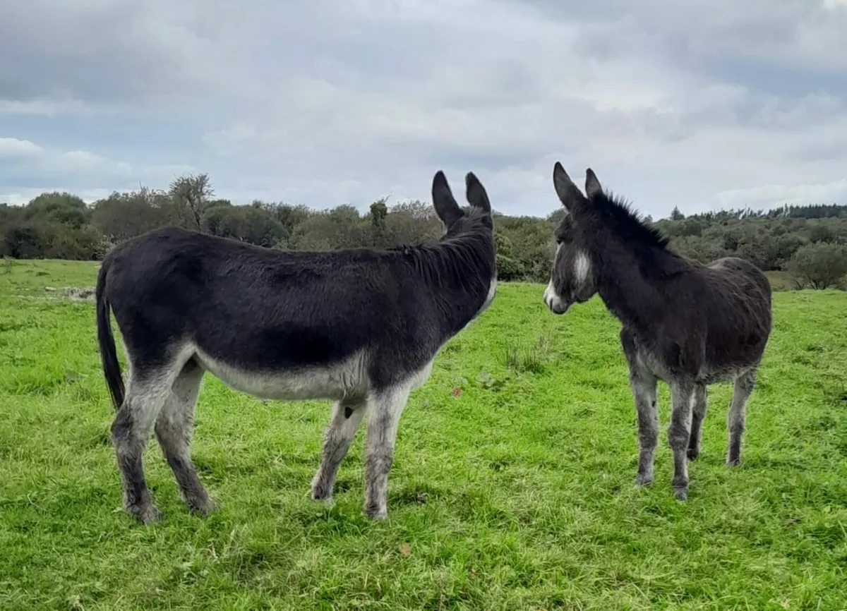 Two Mare Donkeys - Image 3