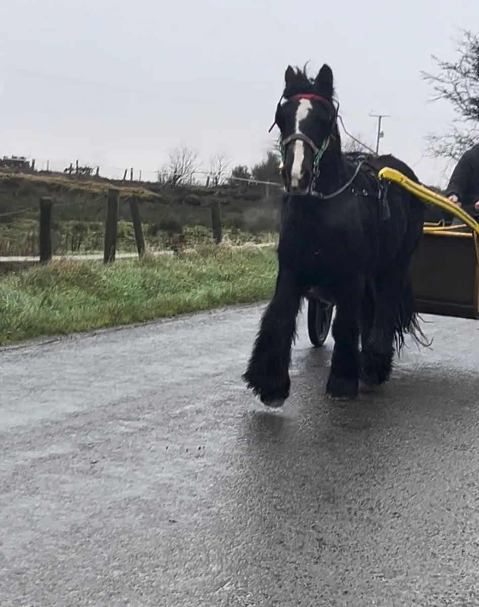 Cob gelding - Image 1