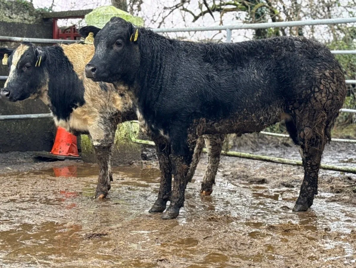⭐️2 Show Ai bred Blue Breeding heifers⭐️ - Image 2