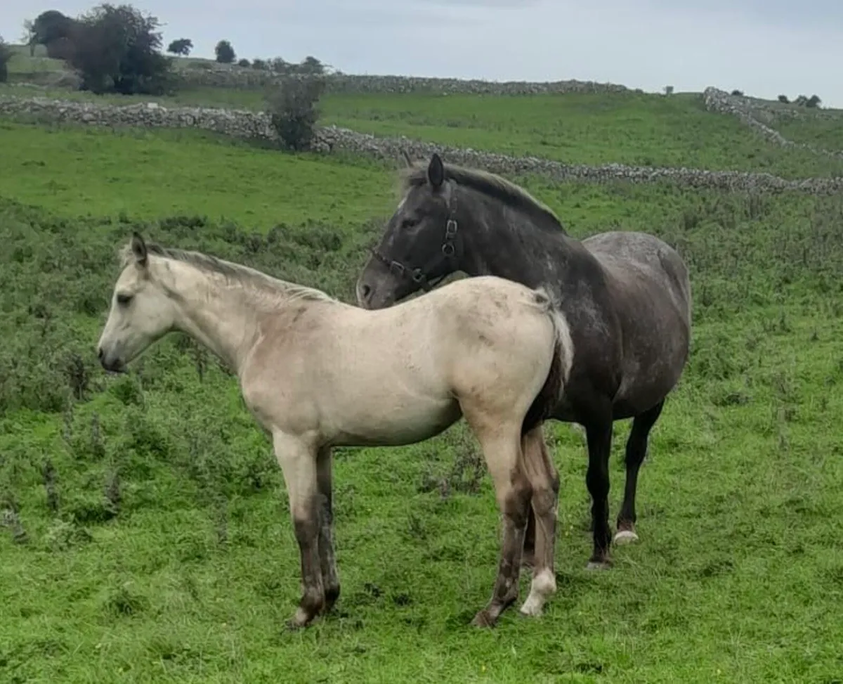Dun Filly Foal - Image 1