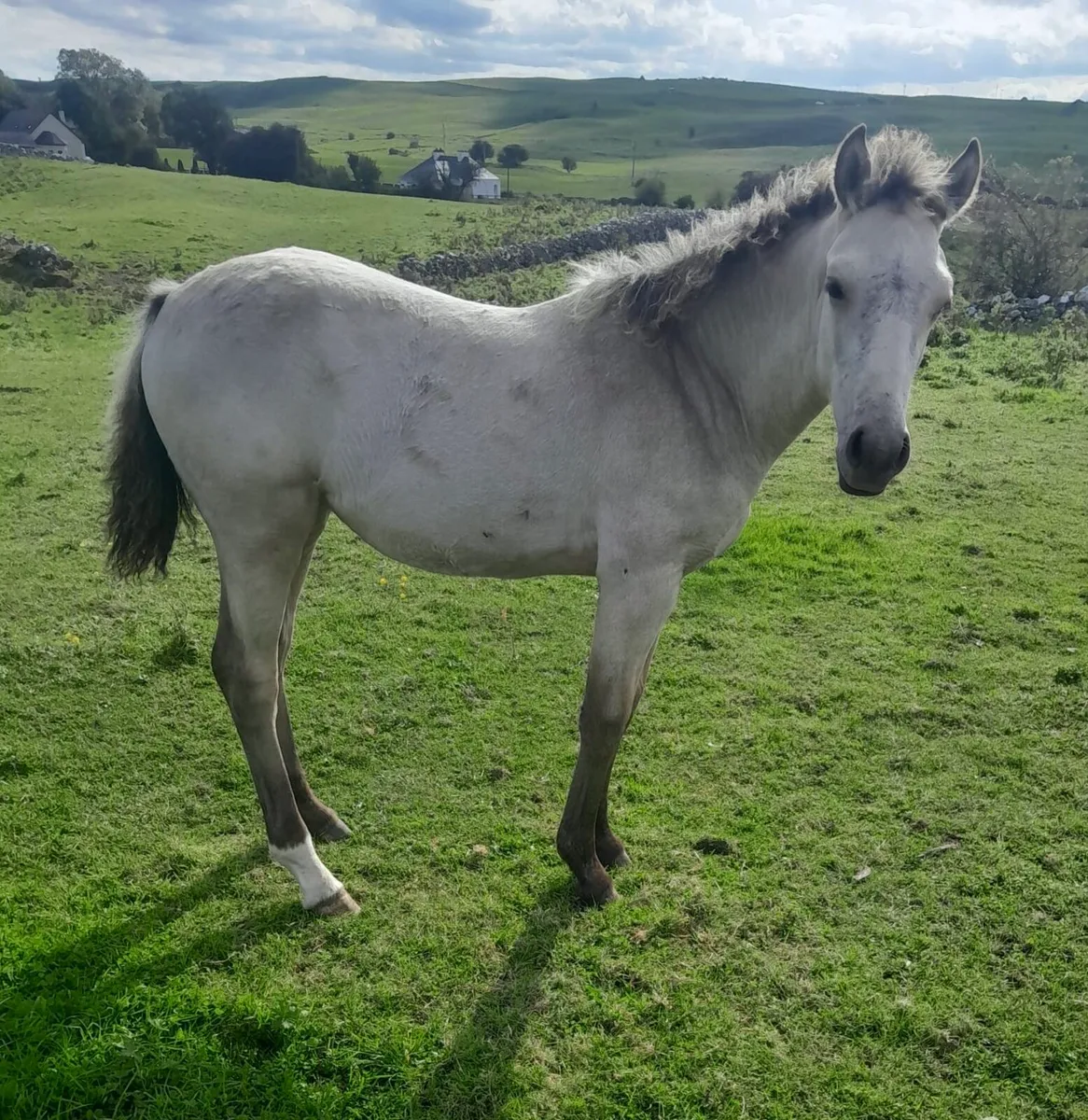 Dun Filly Foal - Image 2