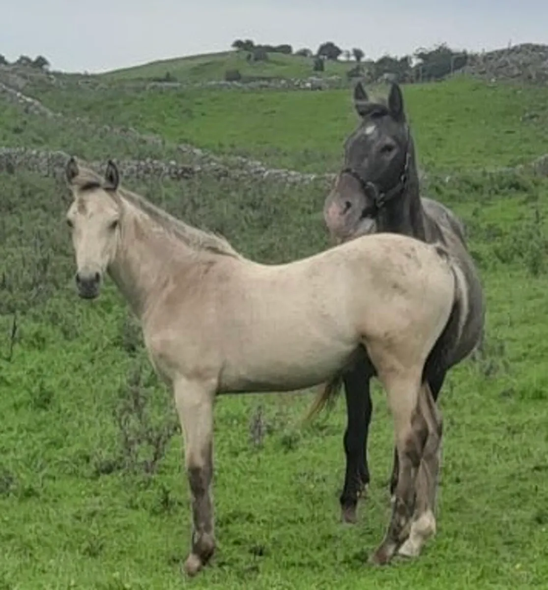 Dun Filly Foal - Image 3