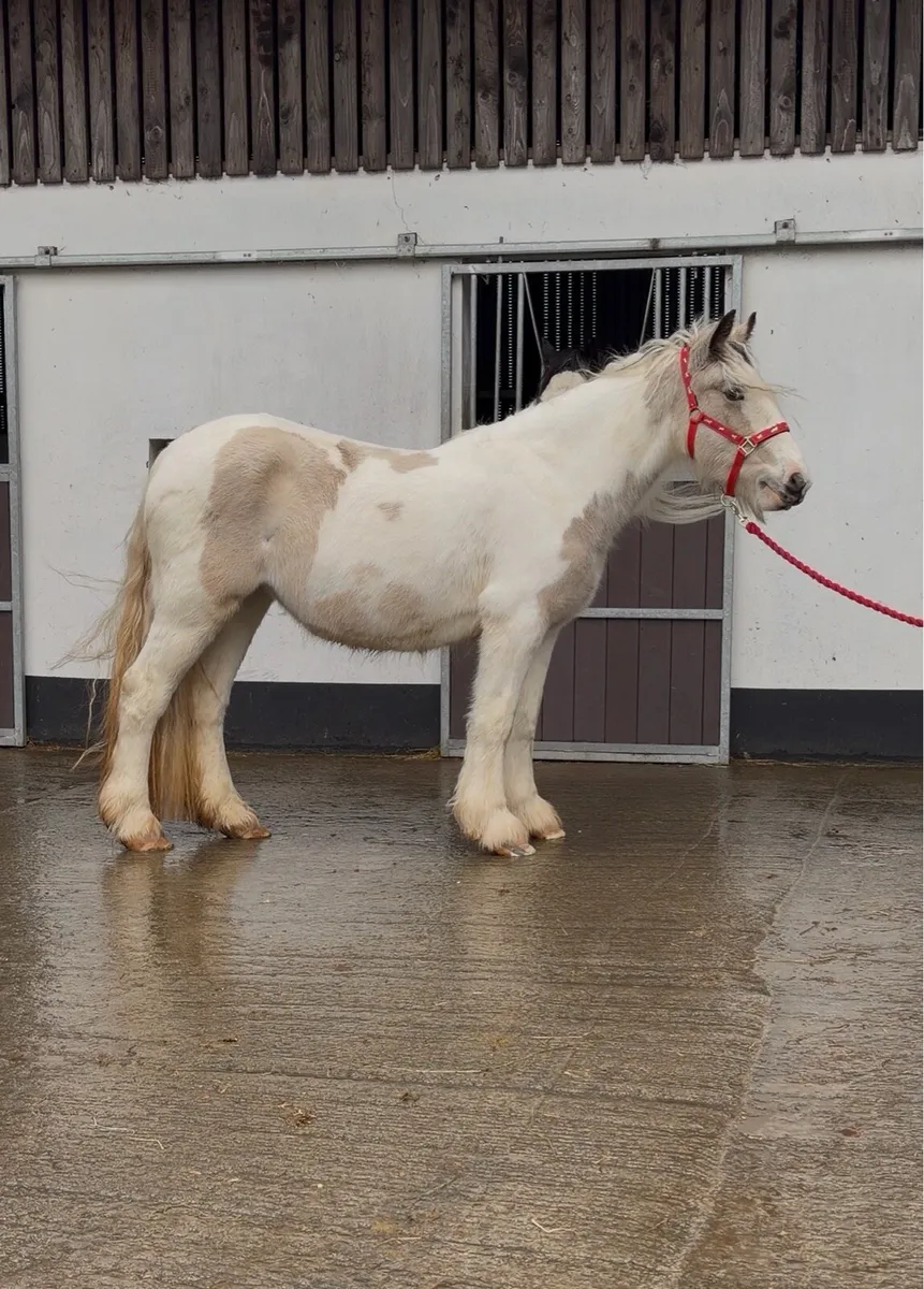 Heavy Dun & White Filly - Image 1