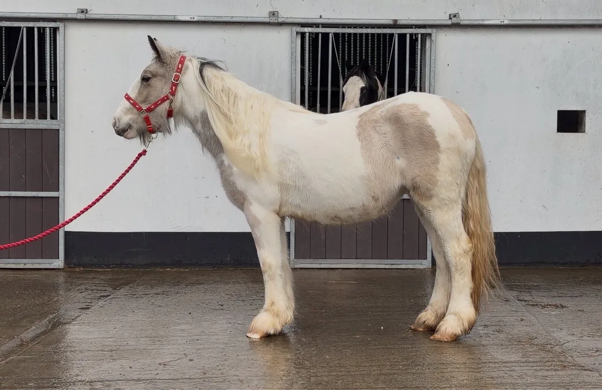 Heavy Dun & White Filly - Image 2