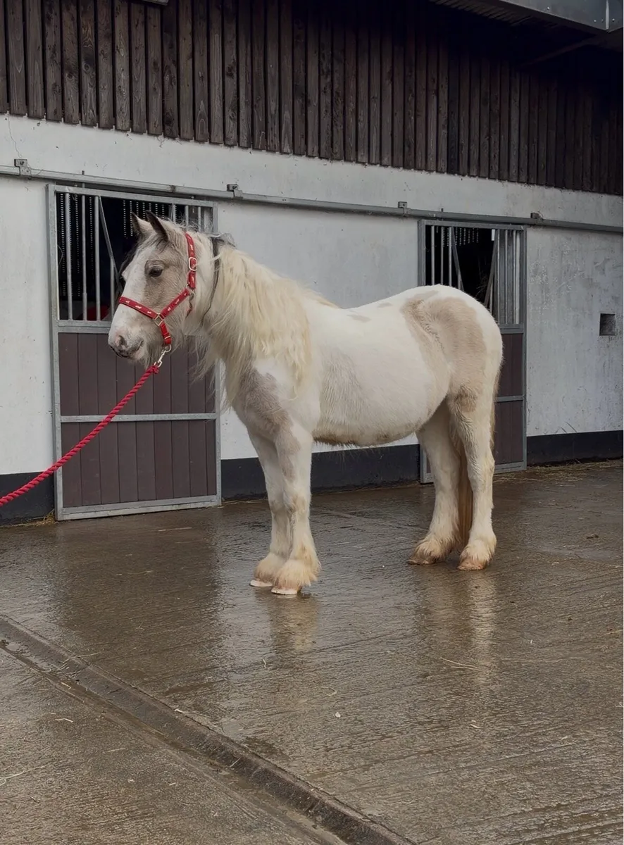 Heavy Dun & White Filly - Image 3